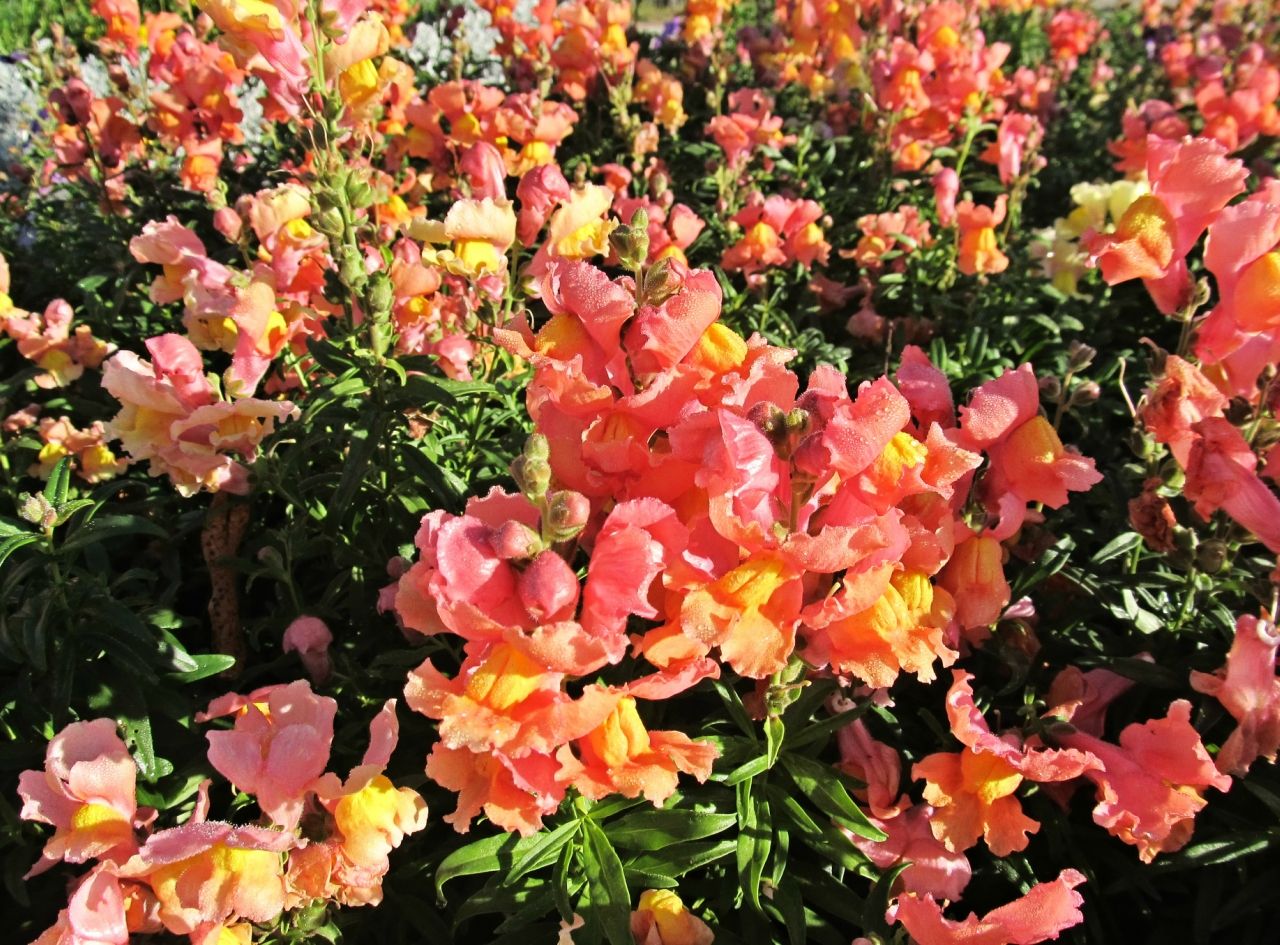 Семена Львиный зев Флорал шауэрс Биколор красно-желтый F1